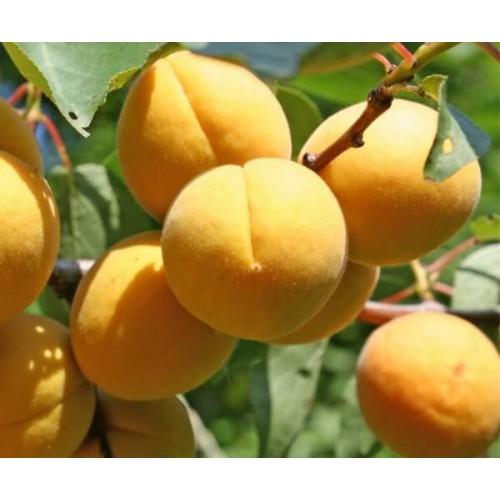 杏树苗 高产杏树苗 红杏树苗 金太阳杏树苗