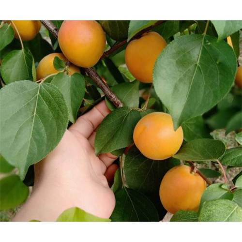 杏树苗 南北方杏树 杏树成苗