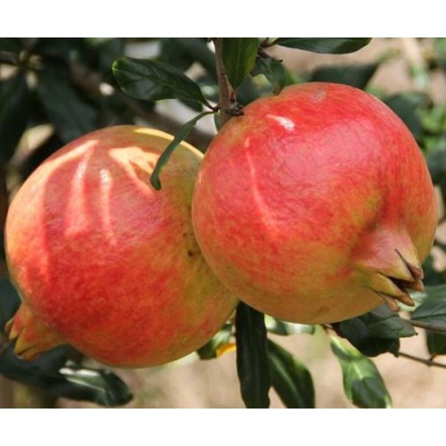 南北方庭院盆栽石榴苗 大红袍石榴苗基地