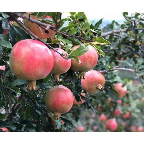 山东石榴苗基地 山东石榴树苗基地