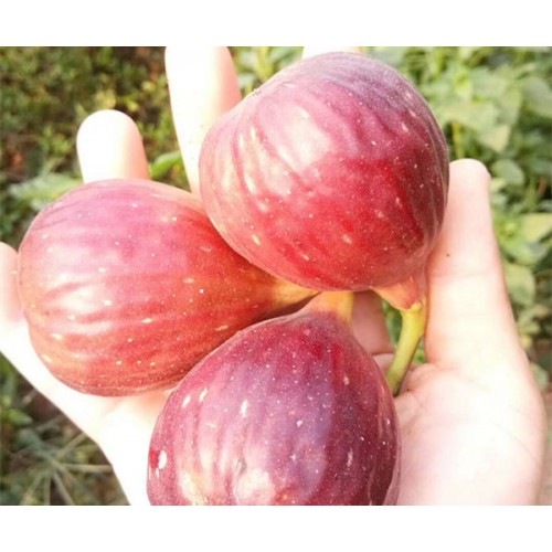 无花果苗  无花果苗