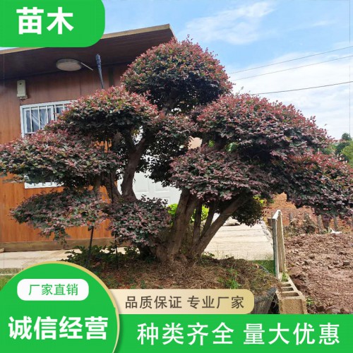 造型红花继木桩价格  红花继木桩景