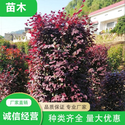 毛叶丁香柱 红花继木柱 法国冬青柱