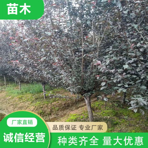 基地直销红叶李 红叶李价格 丛生红叶李