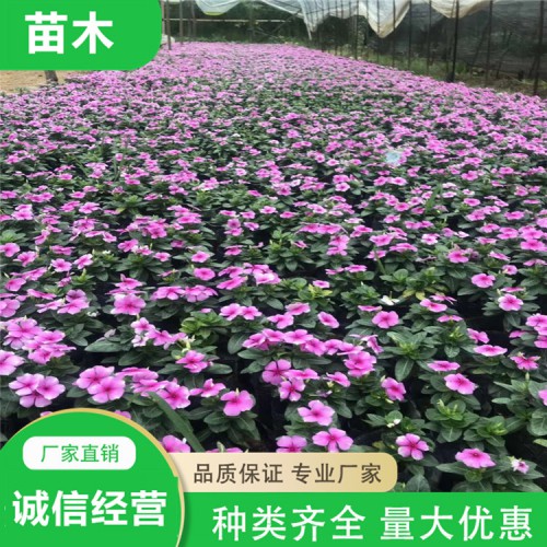 时令草花 石竹 满天星