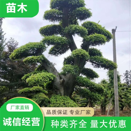造型榆树价格  榆树桩盆景  规格齐全