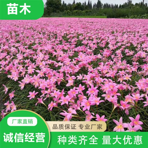 韭兰小苗 韭兰种苗 红花葱兰批发