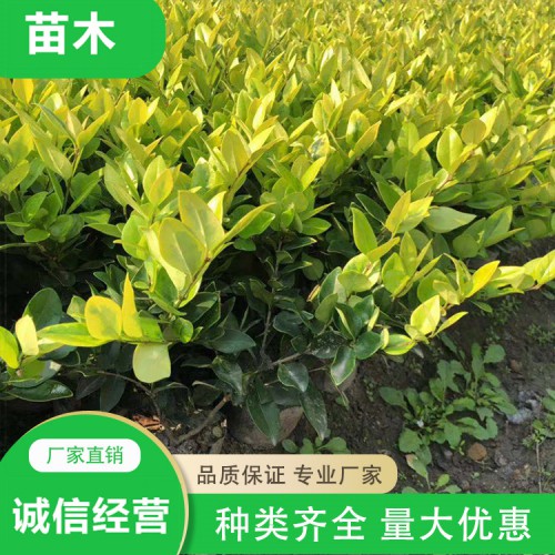 金森女贞价格 金森女贞小苗基地 金森女贞球