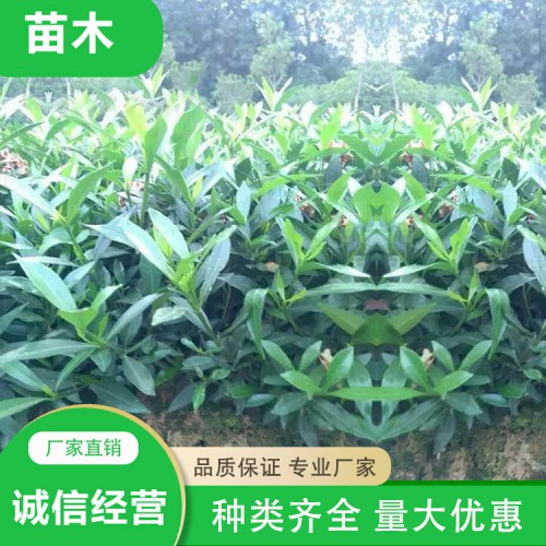 小叶栀子花小苗 小叶栀子花价格 小叶栀子花杯苗