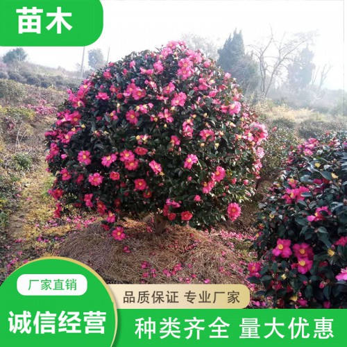 茶梅 茶梅小苗 茶梅球厂家