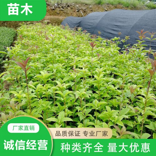 四季桂小苗 四季桂价格 月月桂小苗