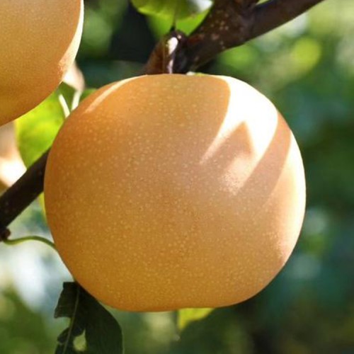 梨苗价格 梨树苗厂家