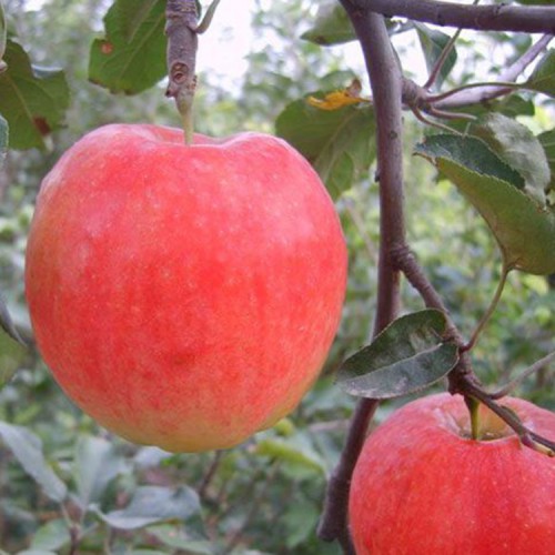 苹果苗  苹果苗批发