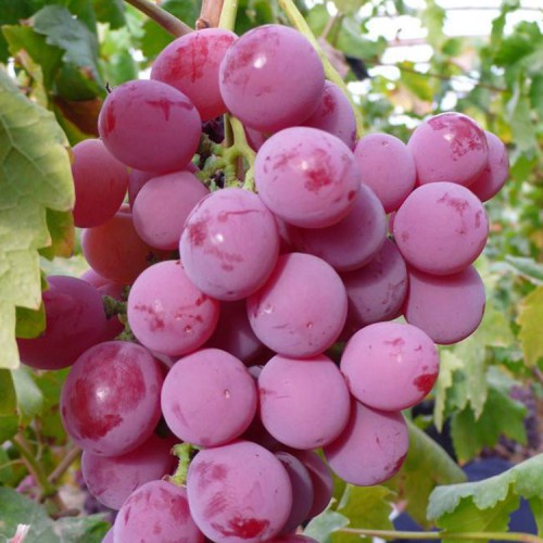 金手指葡萄 葡萄苗价格