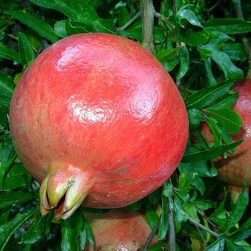 石榴苗 泰山红石榴 石榴苗供应