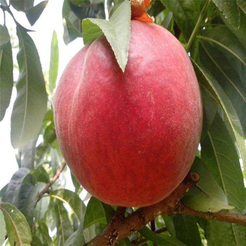 36-5油蟠桃苗价格  批发桃树苗