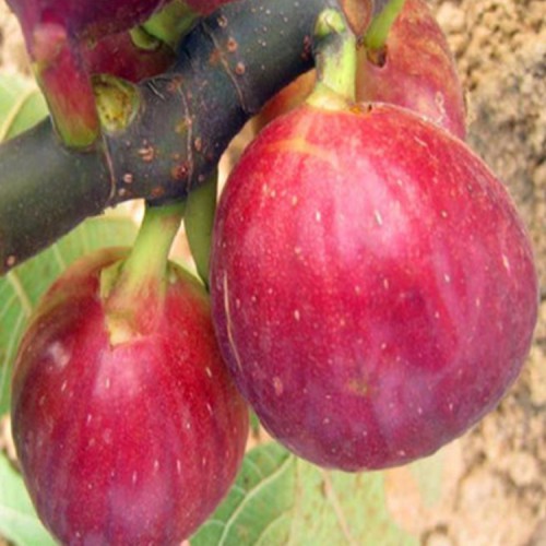 无花果 无花果苗