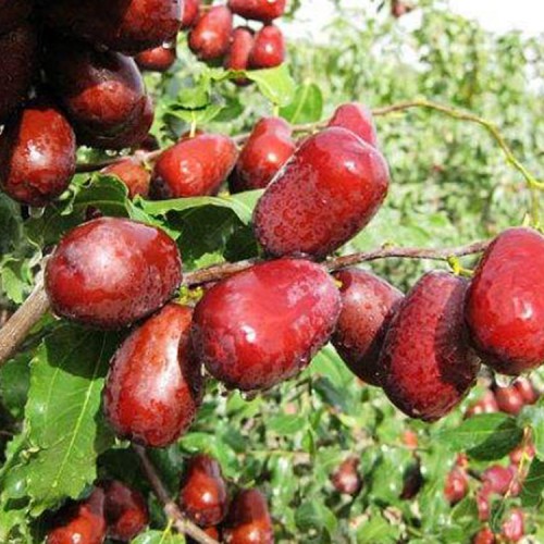 枣苗厂家 枣树苗