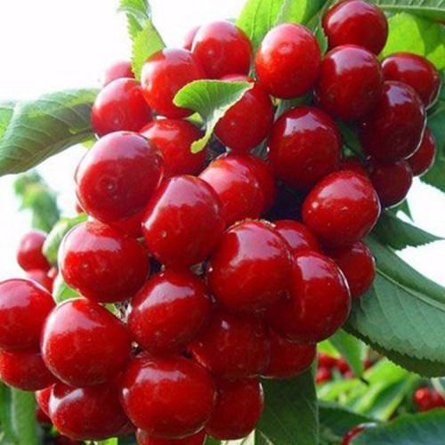 樱桃苗 樱桃苗厂家