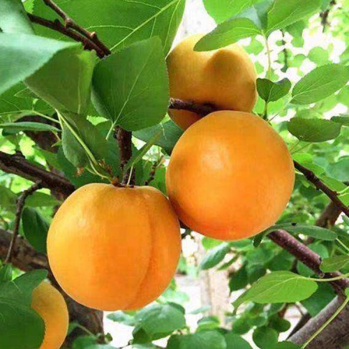 杏 金太阳杏 杏苗厂家