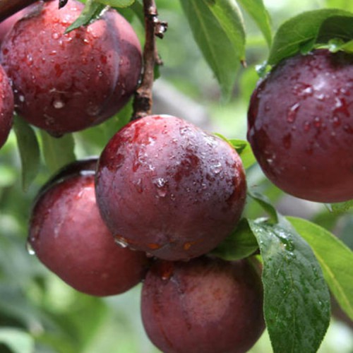 李子苗 李子苗厂家