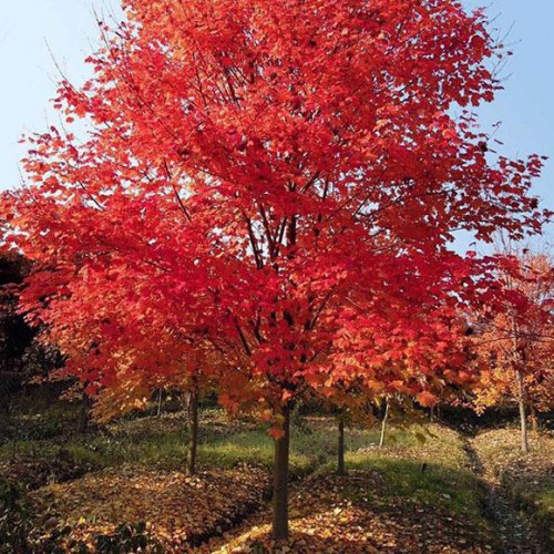 12公分美国红枫 美国红枫