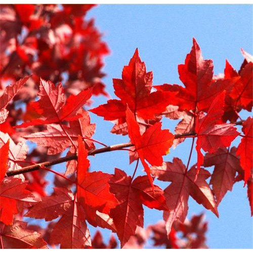 15公分美国红枫  美国红枫