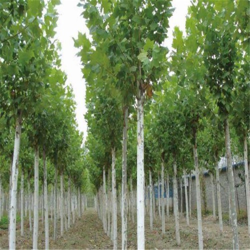 法桐 速生法桐 悬林木