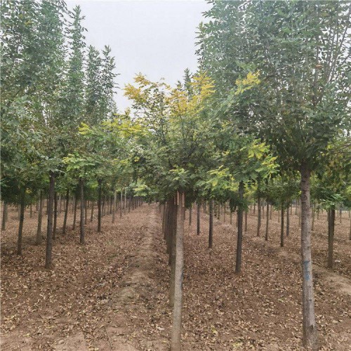 国槐基地 黄金国槐