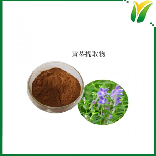 黄芩提取物 黄芩苷20% 山茶根萃取粉 植物提取物