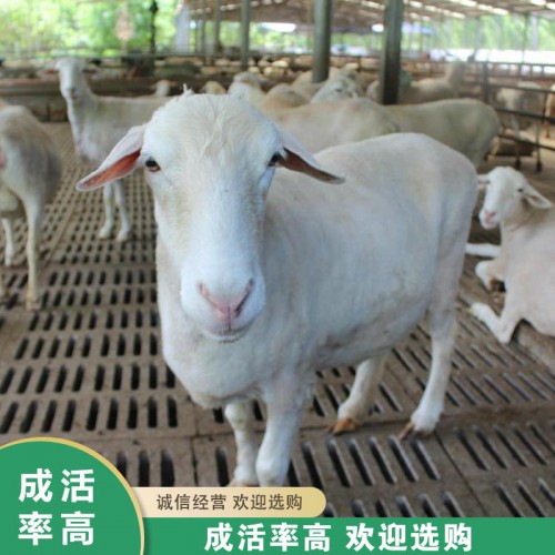澳洲白羊 山东澳洲白羊批发