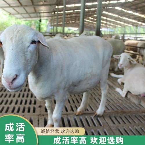 养殖销售 澳洲白绵羊厂家