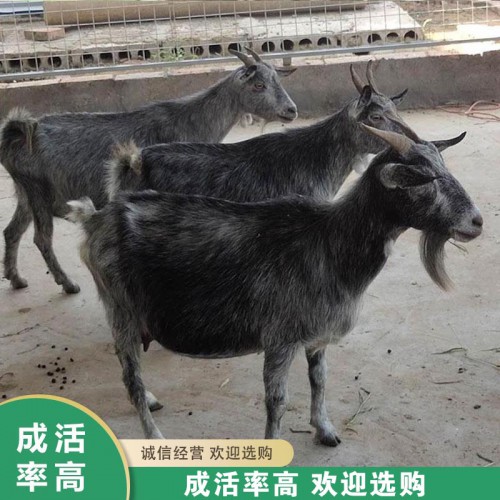 青山羊 纯种青山羊厂家