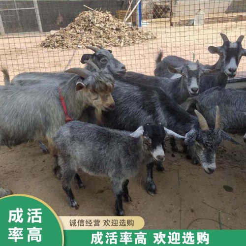 养殖纯种青山羊 青山羊活体