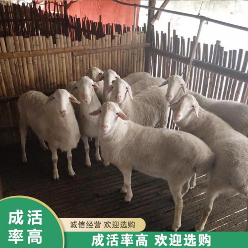 湖羊 活体湖羊厂家