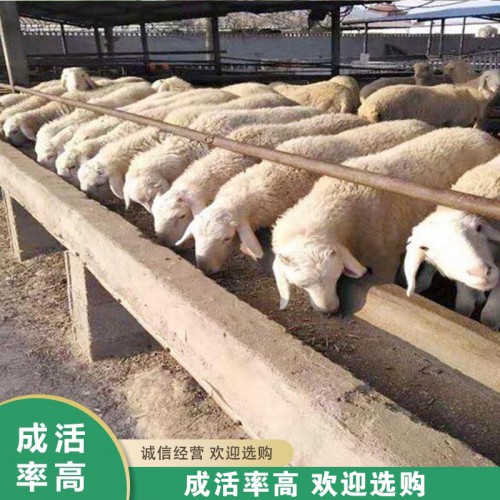 湖羊 成年湖羊 纯种活体湖羊