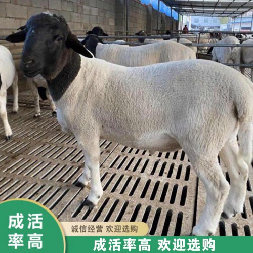 销售 黑头杜泊绵羊活体出售