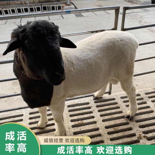 杜泊绵羊 黑头杜泊绵羊