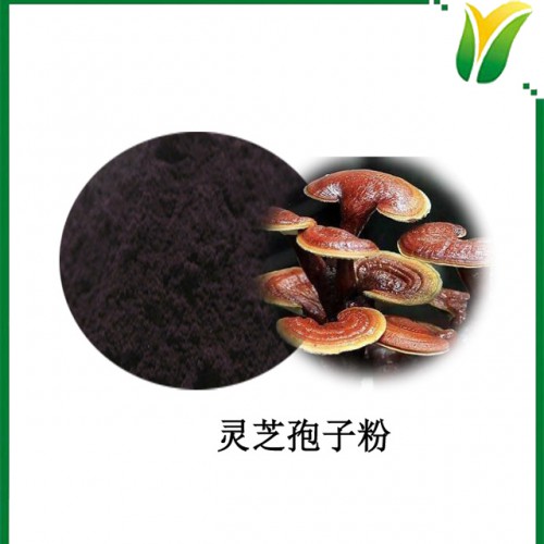 灵芝孢子粉 破壁灵芝孢子粉 破壁率≥98% 灵芝提取物
