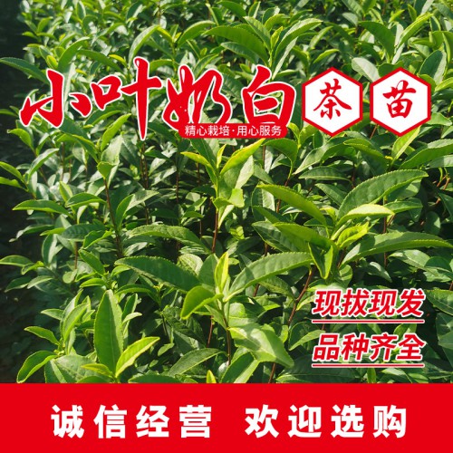 小叶奶白茶苗 小叶奶白茶叶苗