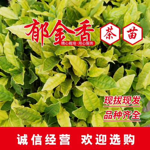 郁金香茶苗 郁金香茶叶苗