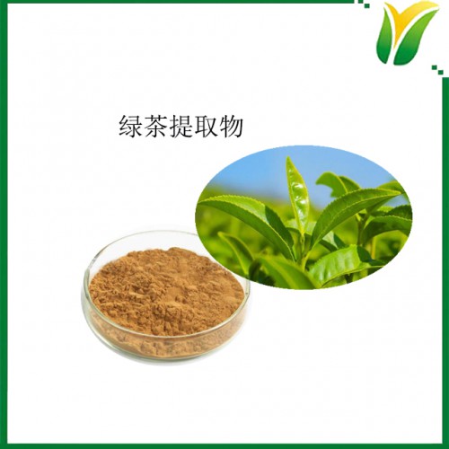 植物提取物 绿茶提取物 茶多酚40%