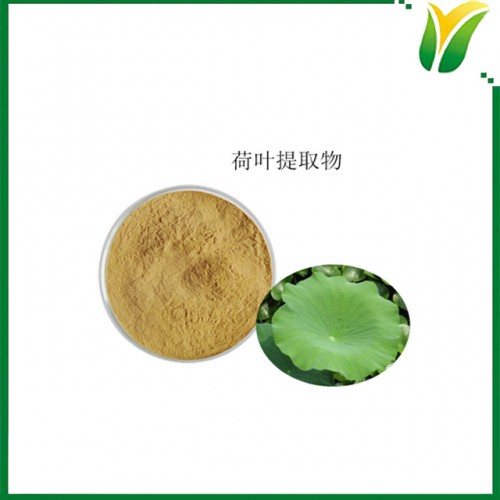 荷叶提取物 荷叶碱1% 莲叶萃取物 植物提取物