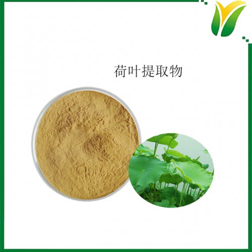 荷叶提取物 荷叶碱2% HPLC检测 植物提取物