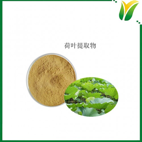 荷叶提取物 荷叶碱2% 植物提取物UV检测