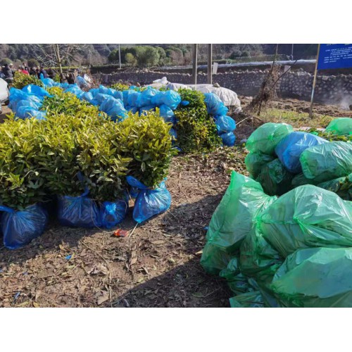 中黄1号茶苗 黄茶苗 中华黄1号茶苗