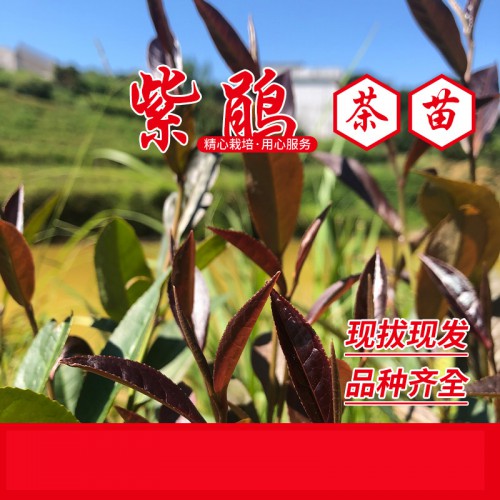 紫鹃茶苗 紫鹃茶叶茶树苗 紫茶苗 红茶苗