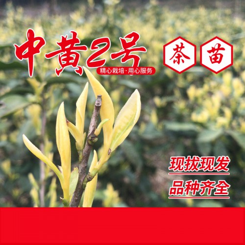 中黄2号茶苗 中黄2号茶树苗 中黄2号茶叶苗 黄茶苗