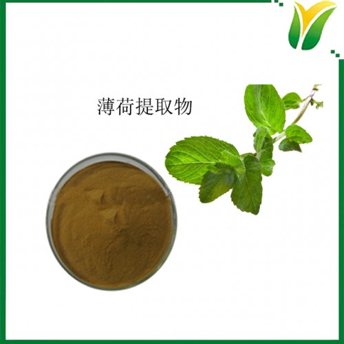 薄荷提取物10：1 银丹草提取物水溶 现货批发