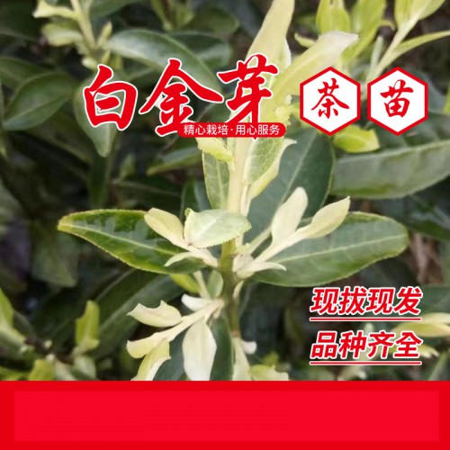 西湖龙井茶苗 西湖龙井茶树苗 杭州龙井茶苗